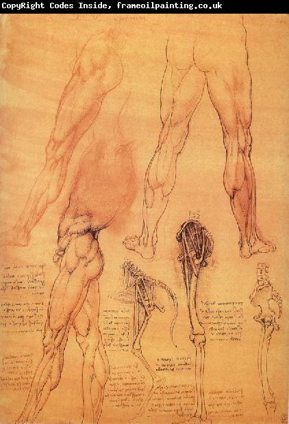 LEONARDO da Vinci Muscles and bone of leg and Hufte